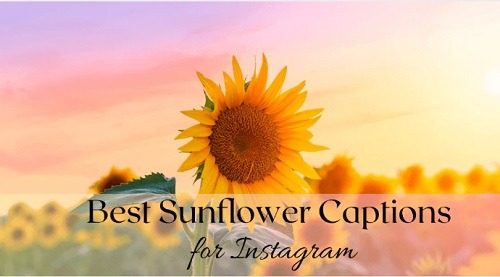 Sunflower Instagram Captions